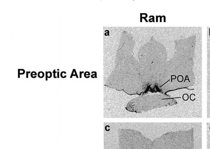Fig. 3. Film autoradiograms showing the distribution of PR mRNA-containing cells in the hypothalamus of aram and ewe: a preoptic area of a ram; b preoptic area of a ewe; c mediobasal hypothalamus of a ram; dŽ .Ž .Ž .Ž .mediobasal hypothalamus of a ewe