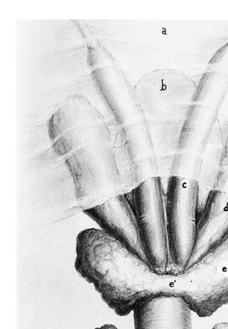 Fig. 1. Illustration of the accessory genital glands of the stallion dorsal view . a Genital fold, b bladder, cŽ