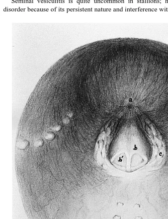 Fig. 2. Illustration of pelvic urethra, as viewed by urethral videoendoscopy. a Bladder orifice, b colliculusŽ .Ž .seminalis, bŽ .ŽI