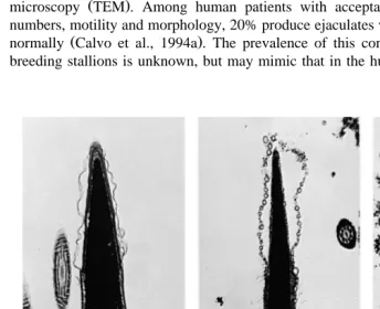 Fig. 6. Transmission electron micrographs of stallion spermatozoa, demonstrating a intact acrosome, bŽ .Ž .vesiculated acrosome, and c fragmented acrosomal and plasma membranes.Ž .