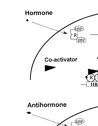 Fig. 1. Steroid hormone receptors R : schematic representation of hormone and antihormone action fromŽBaniahmad; personal communication 