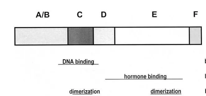 Fig. 2. Typical functional organization of nuclear hormone receptors. The bars indicate the localization ofreceptor functions.