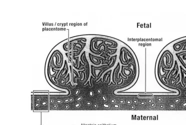 Fig. 5. Drawing of two bovine placentome and fetal membranes attached to the endometrium.The relationship between the chorioallantois forming cotyledonary villi and the endometrium is demonstrated in this drawing