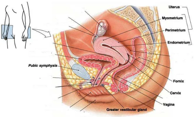 Gambar 2.1. Uterus dan vagina. 
