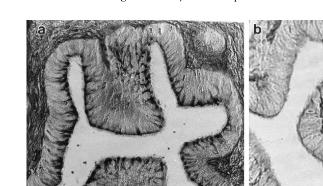 Fig. 2. a LS through the ampulla region of the possum oviduct 6 h after AI 33 h after LH showingŽsecretion on the apical epithelial surface stained strongly with PAS
