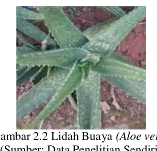 Gambar 2.2 Lidah Buaya (Aloe vera) 