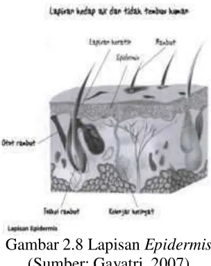 Gambar 2.8 Lapisan Epidermis 
