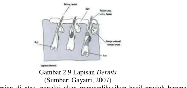 Gambar 2.9 Lapisan Dermis 