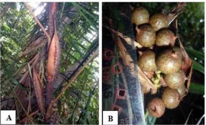 Gambar 8.  Daemonorops melanochaetes: Perawakan (A), buah (B)  [(A)Habit, (B)Fruit]