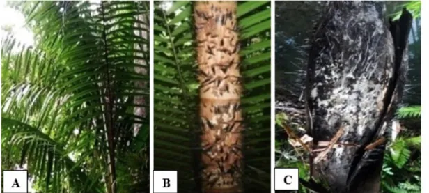 Gambar 11.  Oncosperma tigillarium : Perawakan (A), batang (B), pelepah bunga (C)  [(A)Habit, (B)Stem, 