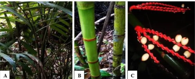 Gambar 13. Pinanga malaiana: Perawakan (A), batang (B), bunga (C)  [(A)Habit, (B)Stem, (C)Flower]