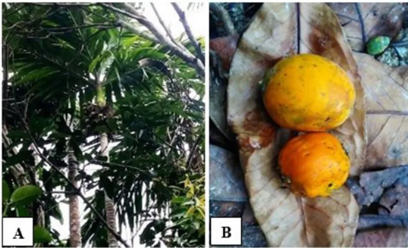 Gambar 2.  Areca catechu: Perawakan (A) , buah (B)  [(A) Habit, (B)Fruit ]