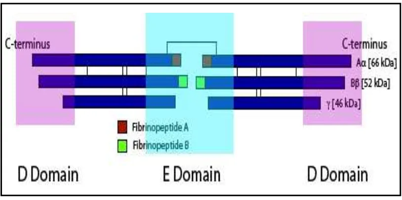 Gambar 2.3. Struktur Fibrinogen 44 