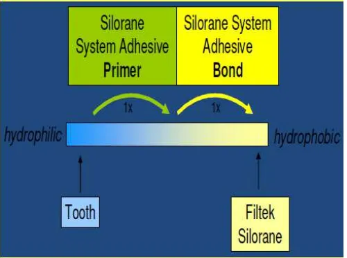 Gambar 6. Mekanisme perlekatan sistem adhesif silorane6 