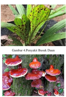Gambar 5. Penyakit Busuk Pangkal (Jamur Genoderma)  Gambar  2,  3,  4  dan  5  merupakan  contoh  dataset  gambar kondisi kelapa sawit yang akan diklasifikasi