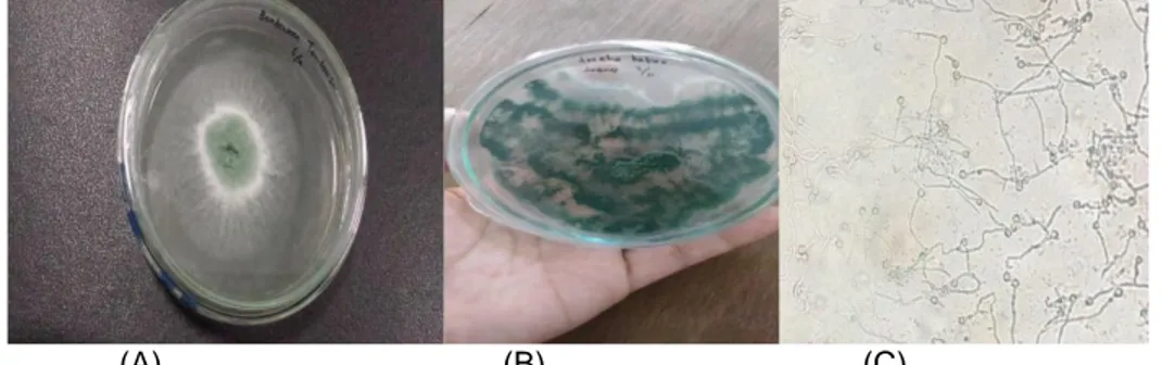 Gambar 1. Trichoderma spp hari ke-3(A)dan hari ke-6(B), Spora Trichoderma spp berkecambah  (Dokumentasi : Maftuhah,2017) 