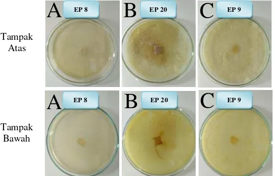 Gambar 3.3 Hasil uji Bavendamm ; (A) negatif, (B) positif, (C) positif pada isolat jamur kayu dari  material lignoselulosa di Edupark Universitas Muhammadiyah Surakarta