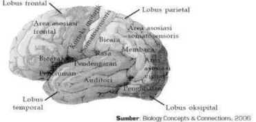Gambar 2.12 Pembagian Fungsi pada Otak Besar
