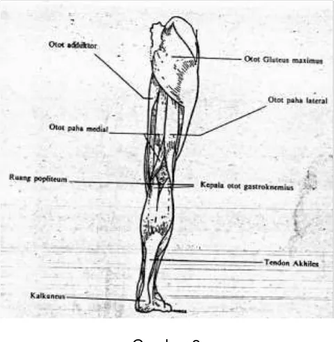 Gambar 2 Otot-otot tungkai manusia bagian belakang 