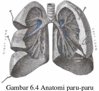 Gambar 6.3 Organ – organ respirasi  