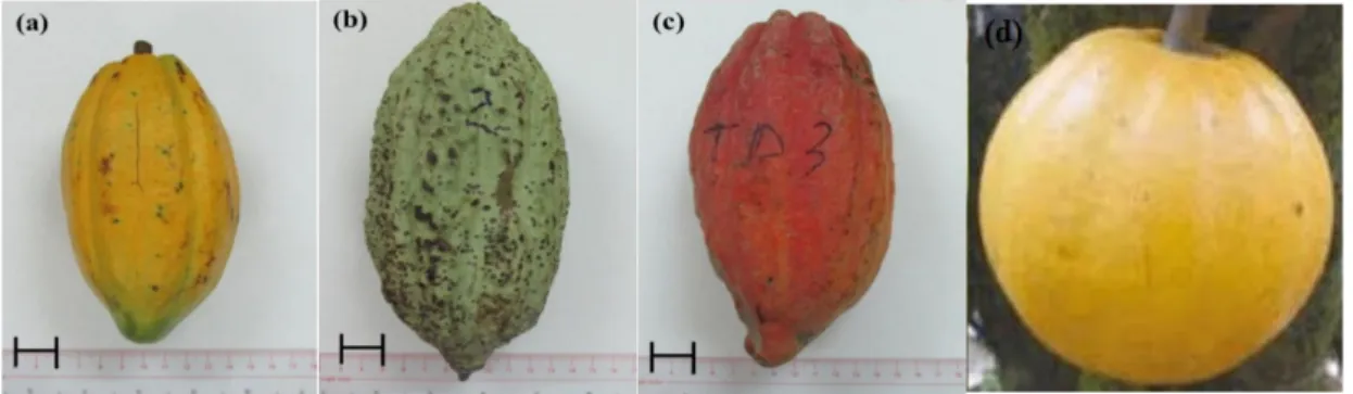 Gambar 1. Bentuk Buah Kakao (a) Amelonado, (b) Angoleta, (c) Cundeamor (d) Calabacillo (Thi et al., 2016)