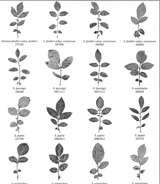 Fig. 3.Representative leaves of all six species of seriesS. verrucosum Longipedicellata, followed by leaves of the phenetically similar species S