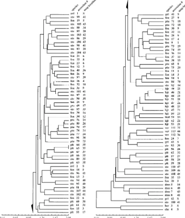 Fig. 6.UPGMA dendrogram (DIST similarity option) of the entire data set based on 54 morphological characters (Table 3)