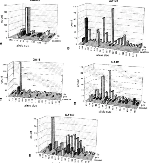 Fig. 2.Distributions of alleles observed at microsatellite loci (A) GAGG5, (B) GA134, (C) GA16, (D) GA12, and (E) GA140, in 157 individuals ofesculenta M