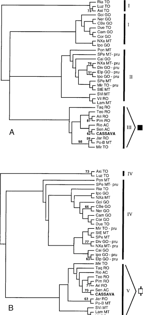 Fig. 3.distance tree showing genetic relationships among 20 cassava accessions, 27