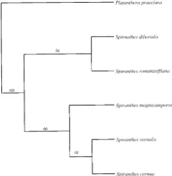 Fig. 1.Maximum parsimony cladogram generated by PHYLIP from ﬁveSpiranthes spp. ITS1 and ITS2 amplicon sequences