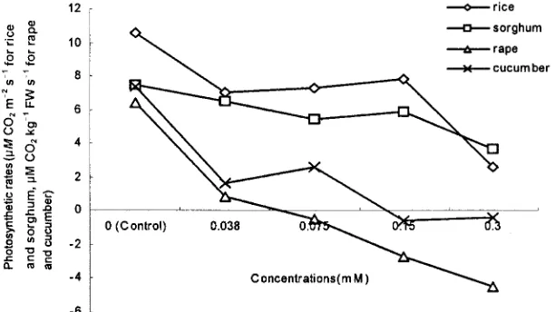 Fig. 2. Effects of different conc. of secalonic acid F (SAF) on the chlorophyll (CHL) content of sorghum seedling.