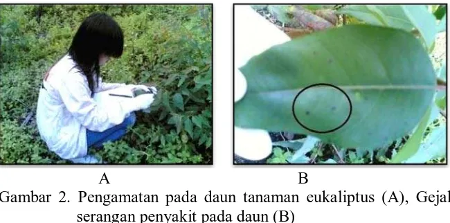 Gambar 2. Pengamatan pada daun tanaman eukaliptus (A), Gejala serangan penyakit pada daun (B) 