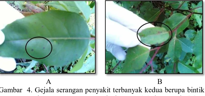 Gambar  3. Gejala serangan penyakit paling banyak ditemukan berupa bercak  ungu tua. Daun muda (A) daun tua (B) 