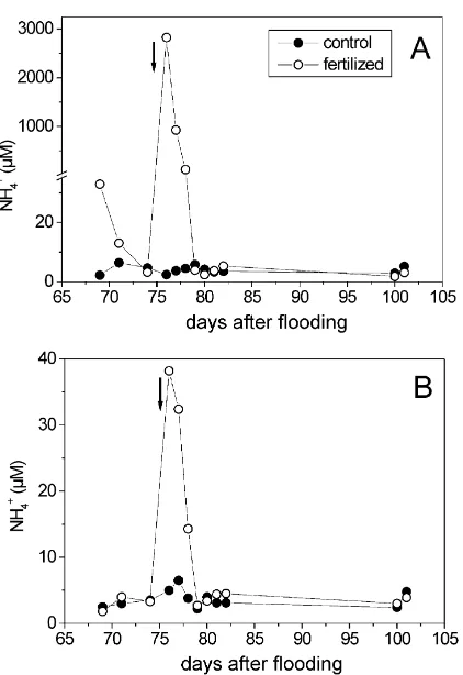 Fig. 3. Temporal change of the NH4+ concentration in the pore-water of the control and fertilized plots at (A) 0 cm and (B) 2 cmdepth