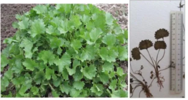 Gambar 3. Centella asiatica  6 