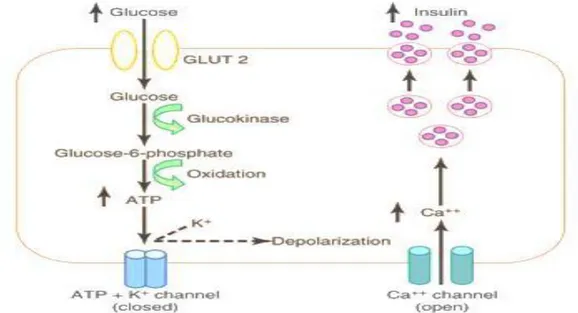 Gambar 4.  Mekanisme Sekresi Insulin (Guyton and Hall, 2011) 