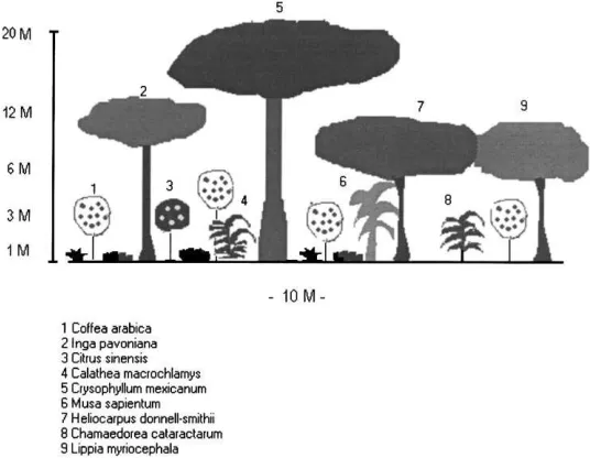Fig. 2. A typical coffee stand proﬁle from Chil´on Mexico.