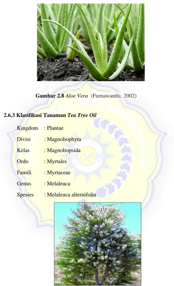 Gambar 2.8 Aloe Vera   (Furnawanthi, 2002) 