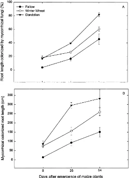 Fig. 1. Mean percent of root length colonized by (A) mycorrhizal fungi and (B) mycorrhizal colonized root length at Day 8, 25 and 54after emergence of maize plant in the fallow, winter wheat and dandelion plots 
