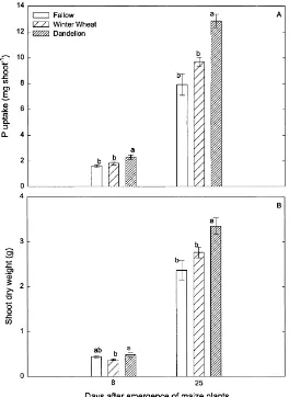 Fig. 2. (A) Mean shoot P content and (B) shoot dry weight at 8 and 25 days after emergence of maize plants in the fallow, winter wheatand dandelion plots