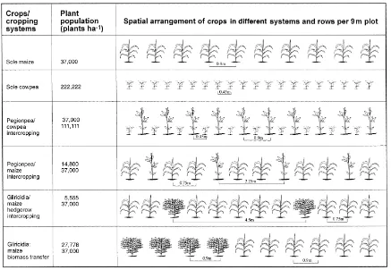 Fig. 1. Plant population, row spacing and row arrangement of crops in sole cropping, intercropping and biomass transfer systems.
