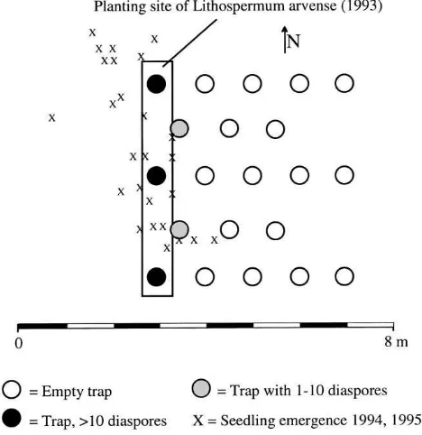 Fig. 5. Dispersal of the planted Lithospermum arvensein the following years; direction of harvest and soil cultivation: west population on the regeneration ﬁeld recorded by seed traps and seedling emergence ⇔ east.
