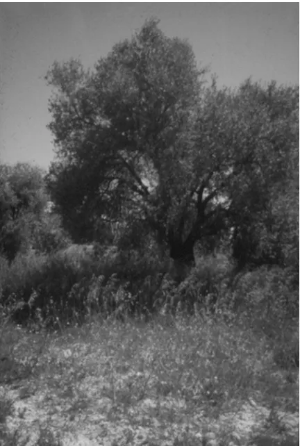 Fig. 5. Low stem olive grove with (high) grasses as undergrowthat farm ‘2’. There is no clear distinction between the grass layerand the tree layer.