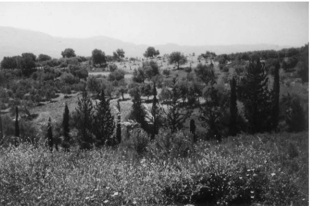 Fig. 3. Olive yard on Crete with bare underground and added Cypressus planting.