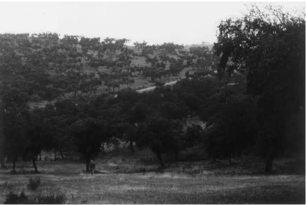 Fig. 1. Dehesa farming system of pruned solitary oaks in Andalusia, Spain.