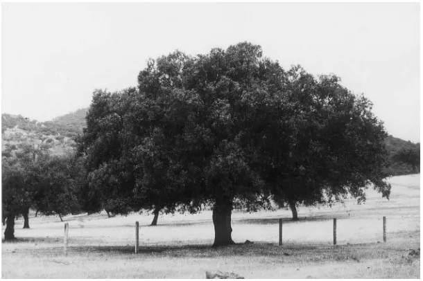 Fig. 2. One of the solitary oaks of the Dehesa landscape.