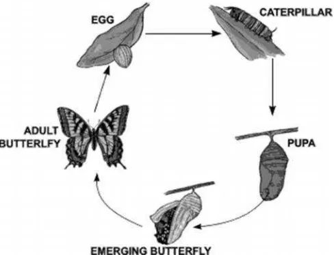 Gambar 3. Siklus hidup kupu-kupu dari telur hingga dewasa