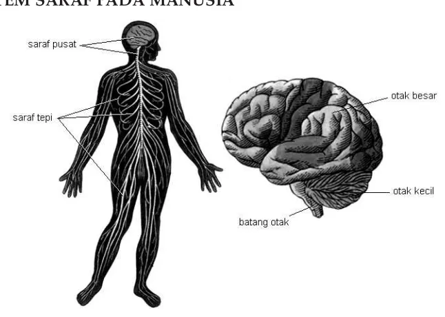 Gambar 3.1   Sistem saraf dan otak beserta bagian-bagiannya