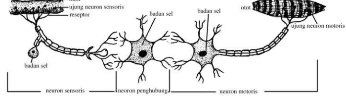 Gambar 3.3  Tipe-tipe sel saraf