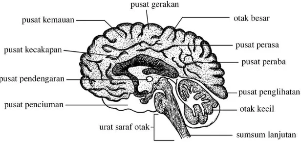 Gambar 3.5Otak manusia terdiri atas otak depan, otak tengah, dan otak belakang.